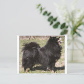 finnish lapphund full postkarte (Stehend Vorderseite)