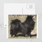 finnish lapphund full postkarte (Vorne/Hinten)