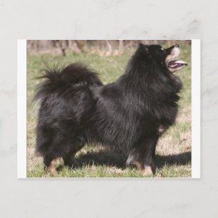 finnish lapphund full postkarte