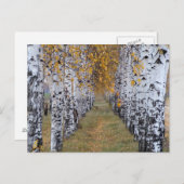 Finnland Birch Forest Postkarte (Vorne/Hinten)