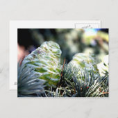 Fir Cone Postkarte (Vorne/Hinten)