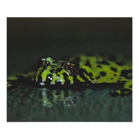 Fire Bellied Toad SideView Fotodruck (Vorne)
