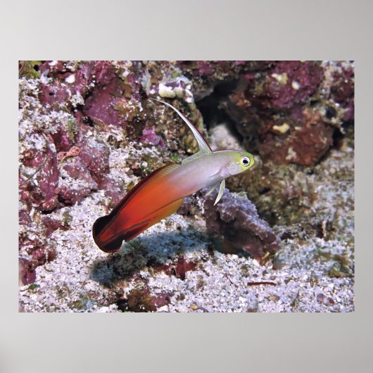 Fire Dart Goby Poster (Vorne)