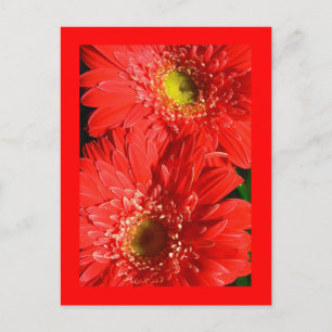 Fire Red Gerbera Postkarte