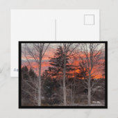 Fire Sky Through Winter Trees Postkarte (Vorne/Hinten)