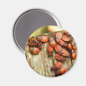 Firebugs Magnet (Vorderseite/Rückseite)