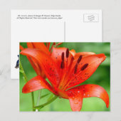 Firecracker Lilly Postcard Postkarte (Vorne/Hinten)
