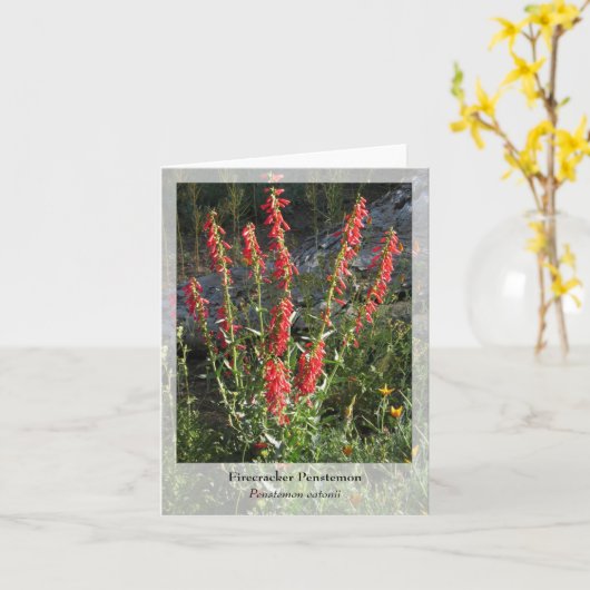 Firecracker Penstemon - Native Notecard Karte (Gelbe Blume)