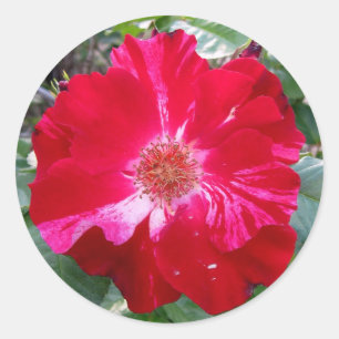 Firecracker-Rose ~ Single Bloom Runder Aufkleber