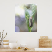 Firefly - Photuris Pyralis Poster (Küche)