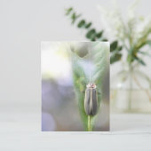Firefly - Photuris Pyralis Postkarte (Stehend Vorderseite)