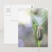 Firefly - Photuris Pyralis Postkarte (Vorne/Hinten)