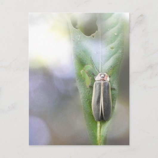 Firefly - Photuris Pyralis Postkarte (Vorderseite)