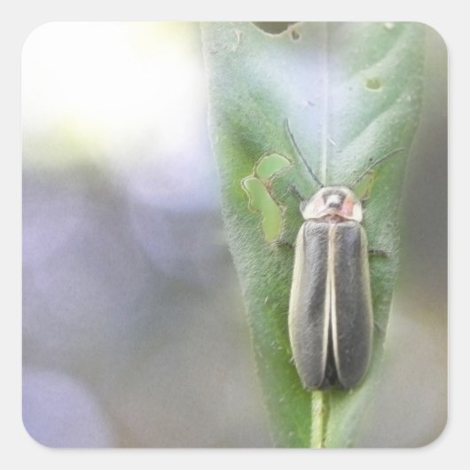 Firefly - Photuris Pyralis Quadratischer Aufkleber (Vorderseite)