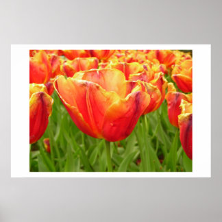 Firelight Tulip-Druck Poster