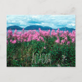 Fireweed auf Baker Island, Acadia, Nationalpark Postkarte (Vorderseite)