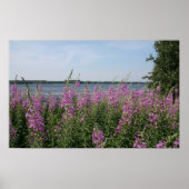 Fireweed Beach Poster (Vorne)