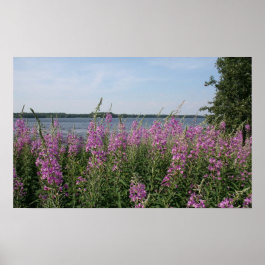 Fireweed Beach Poster (Vorne)