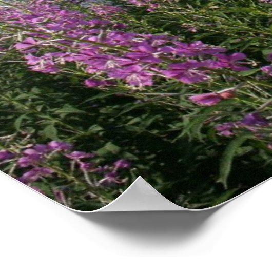 Fireweed Beach Poster (Ecke)