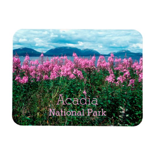 Fireweed Blossoms, Baker Island, Acadia NP Magnet (Horizontal)