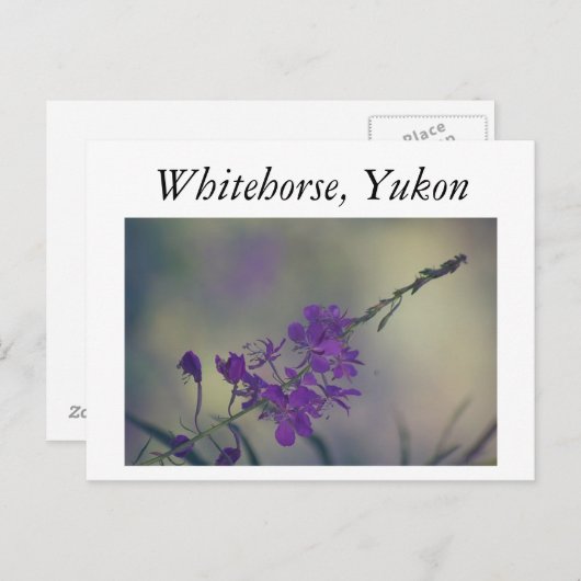 Fireweed, Fox Lake, Whitehorse, Yukon Postkarte (Vorne/Hinten)