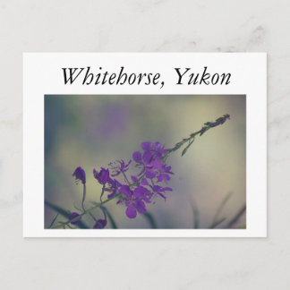Fireweed, Fox Lake, Whitehorse, Yukon Postkarte