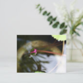 First Sight/Budding Lotus Postkarte (Stehend Vorderseite)