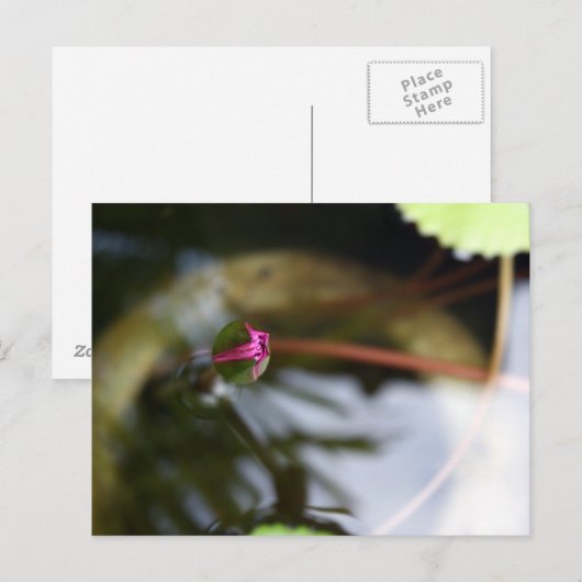 First Sight/Budding Lotus Postkarte (Vorne/Hinten)