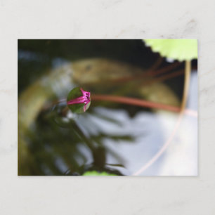 First Sight/Budding Lotus Postkarte