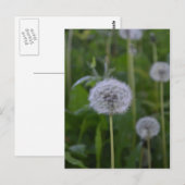 First Wish Postkarte (Vorne/Hinten)