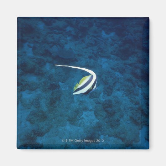 Fisch 2 magnet (Vorne)