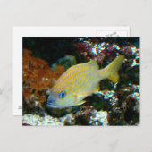 Fisch 2 Postkarte (Vorne/Hinten)