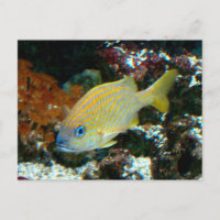 Fisch 2 Postkarte