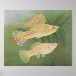 Fisch - Albino Mollies - Poecilia latipinna P/foli Poster