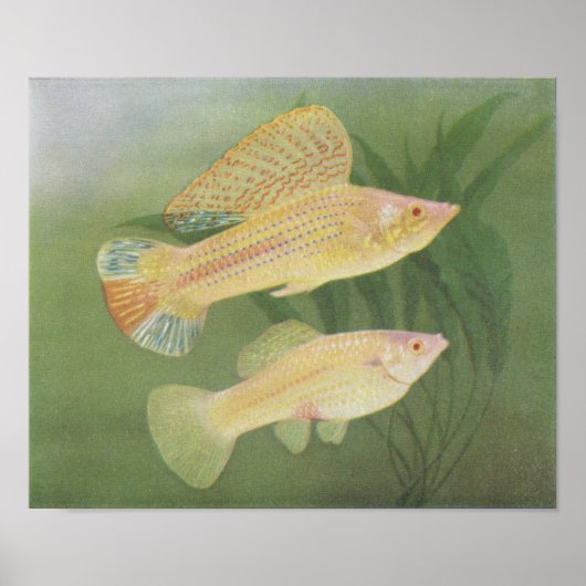 Fisch - Albino Mollies - Poecilia latipinna P/foli Poster (Vorne)