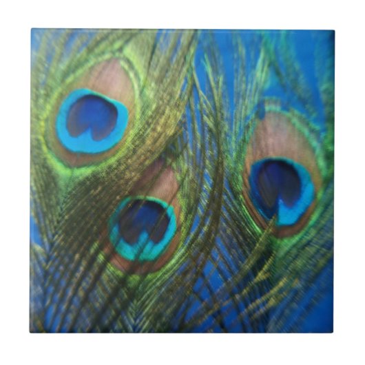 Fisch-Augen-Pfau versieht Fliese mit Federn (Vorderseite)