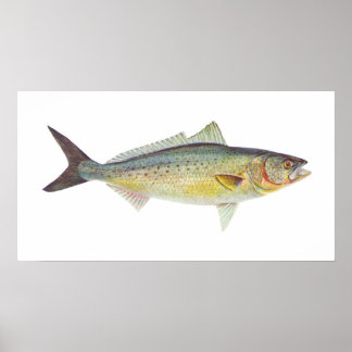 Fisch - Australischer Lachs - Arripis trutta Poster