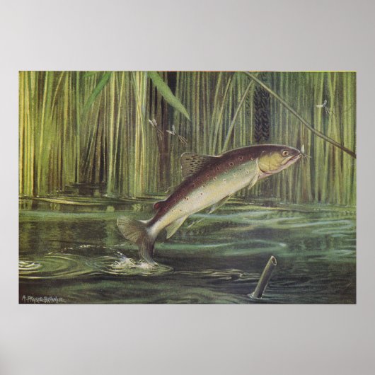 Fisch - Bachforelle - Salmo trutta Poster (Vorne)