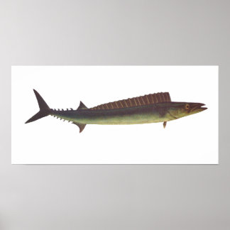 Fisch - Barracouta - Thyrsites alun Poster