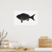 Fisch - Blaufisch - Girella cyanea Poster (Küche)