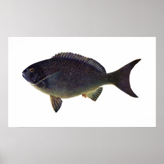 Fisch - Blaufisch - Girella cyanea Poster