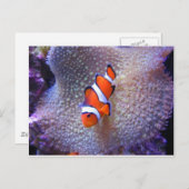 Fisch, Clownfisch Postkarte (Vorne/Hinten)