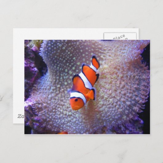 Fisch, Clownfisch Postkarte (Vorne/Hinten)