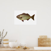Fisch - Drummer - Kyphosus sydneyanus Poster (Küche)