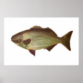 Fisch - Drummer - Kyphosus sydneyanus Poster (Vorne)