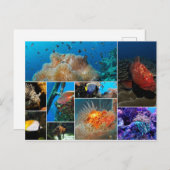 Fisch, Fotokollage. Postkarte (Vorne/Hinten)