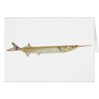 Fisch - Garfish - Hyporhamphus intermedius