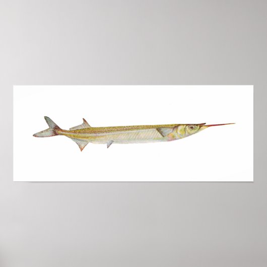 Fisch - Garfish - Hyporhamphus intermedius Poster (Vorne)