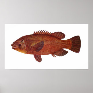 Fisch - Groper - Achoerodus gouldii Poster