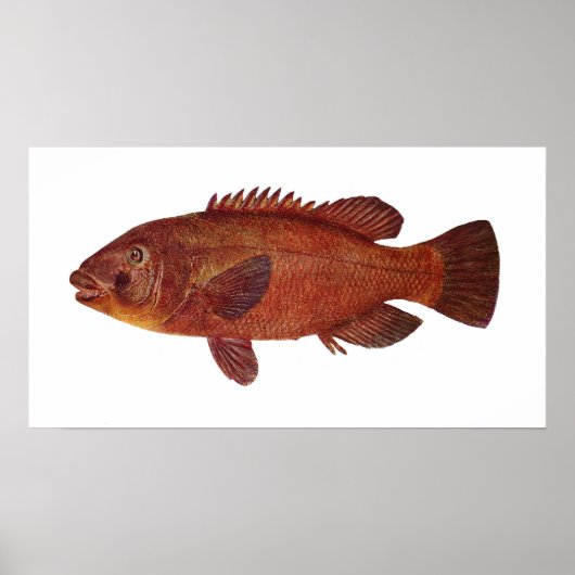 Fisch - Groper - Achoerodus gouldii Poster (Vorne)